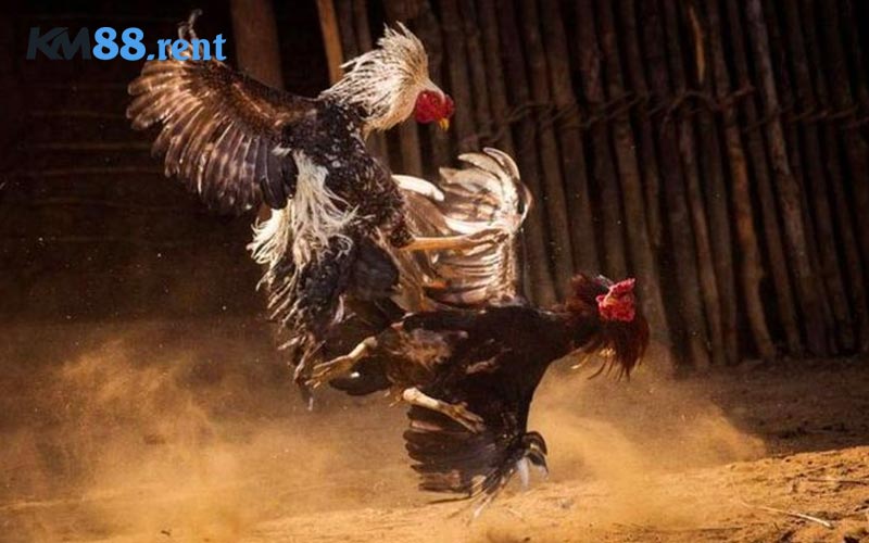 Cách cược đá gà KM88