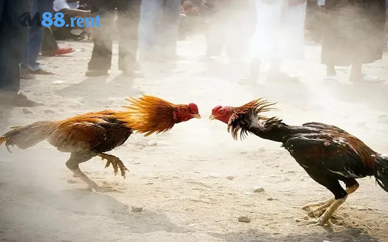 Chi tiết các nội dung về cách đặt cược đá gà