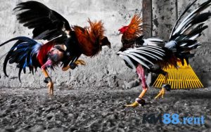 Đá gà trực tiếp C2