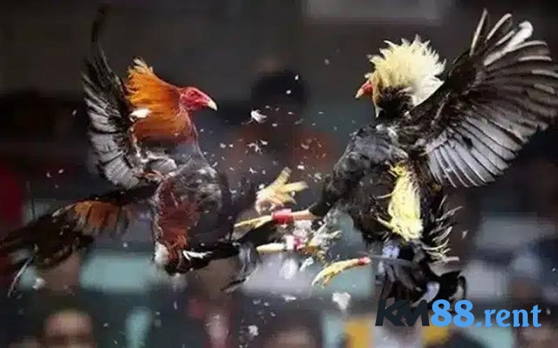 Điểm nổi bật tại Đá gà trực tiếp C2